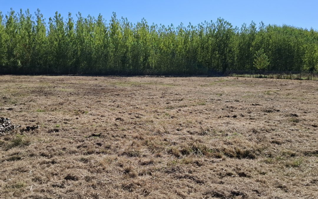 Coltauco sector Idahue parcela 5.000 M2